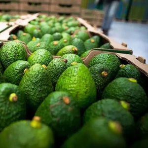 Aguacate Hass (Min. 5 Toneladas)