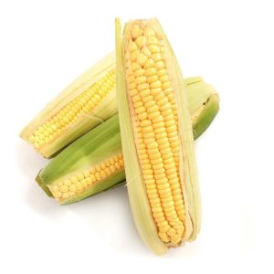 Maíz en chocolo (siembra de 2 kilos)