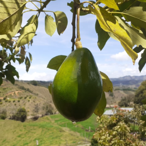 Aguacate